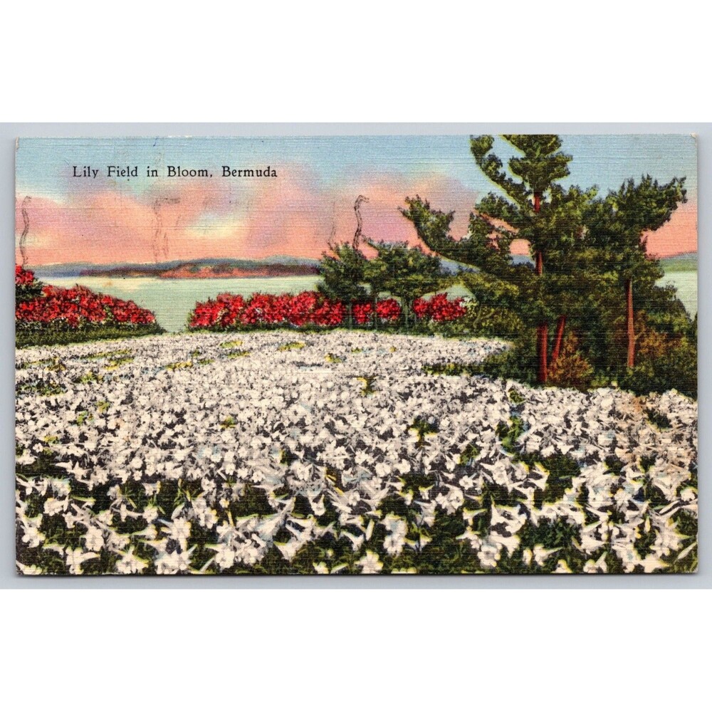 1950 Bermuda Vtg Postcard Lily Field in Bloom Hand Written Message to England